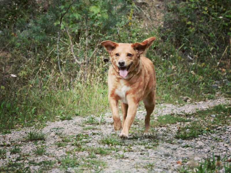 Dog In Woods